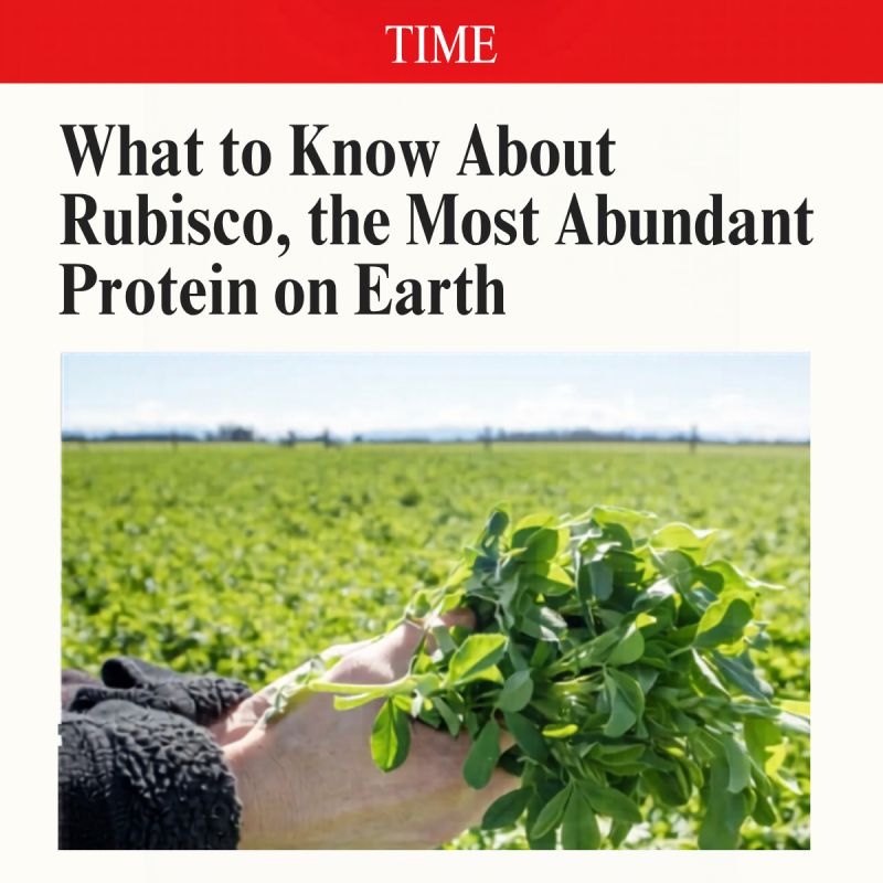 Time Magazine: What to Know About Rubisco, the Most Abundant Protein on Earth