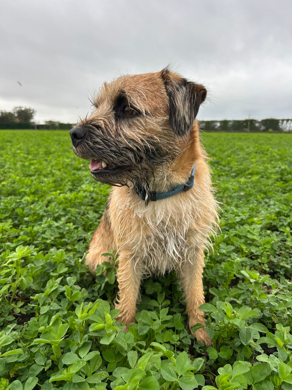 Petfood Industry: Leaft Foods launches alfalfa protein concentrate for pets