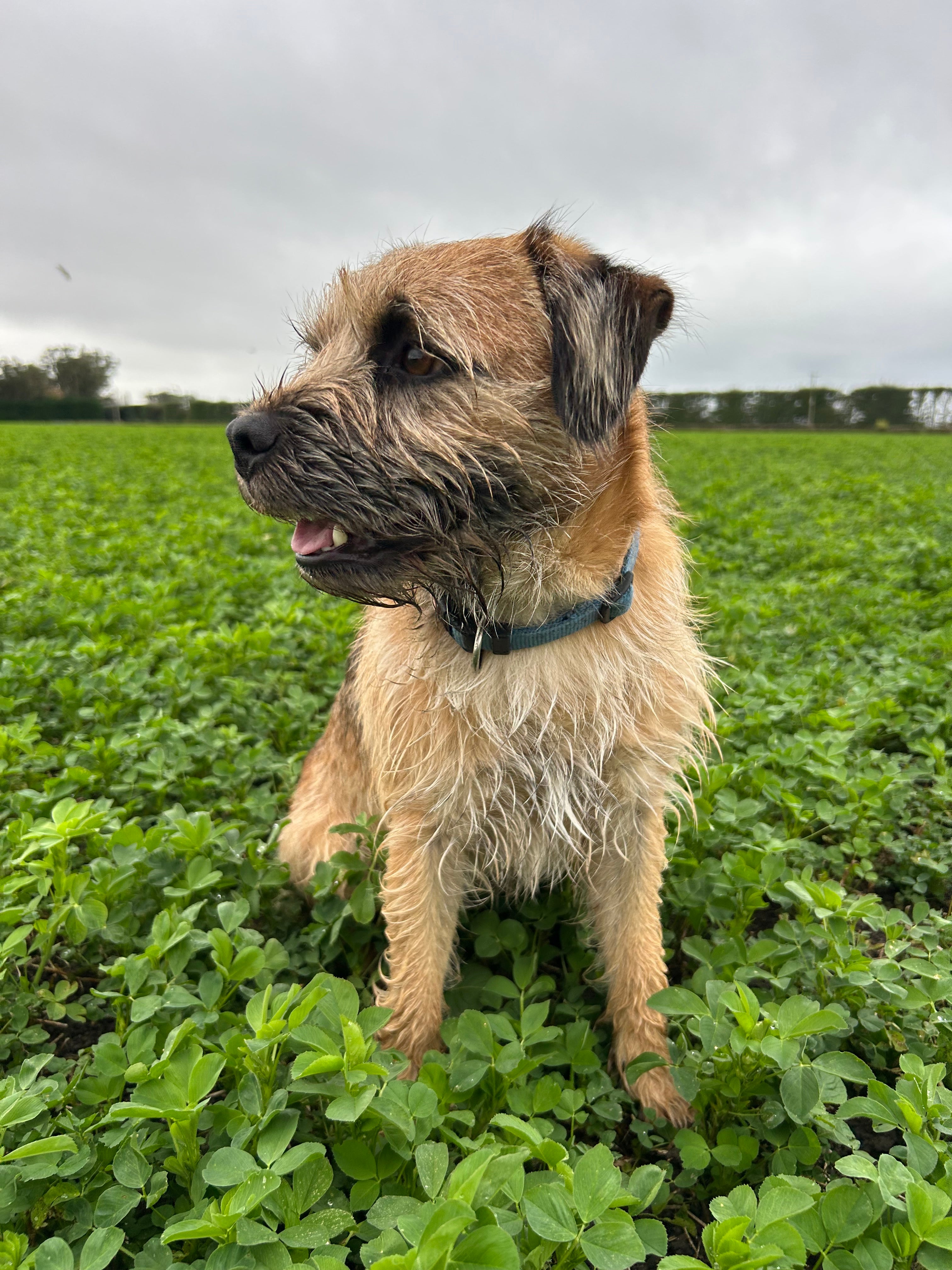 Petfood Industry: Leaft Foods launches alfalfa protein concentrate for pets