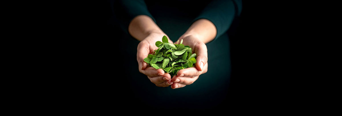 Cupped hands holding fresh green leaves
