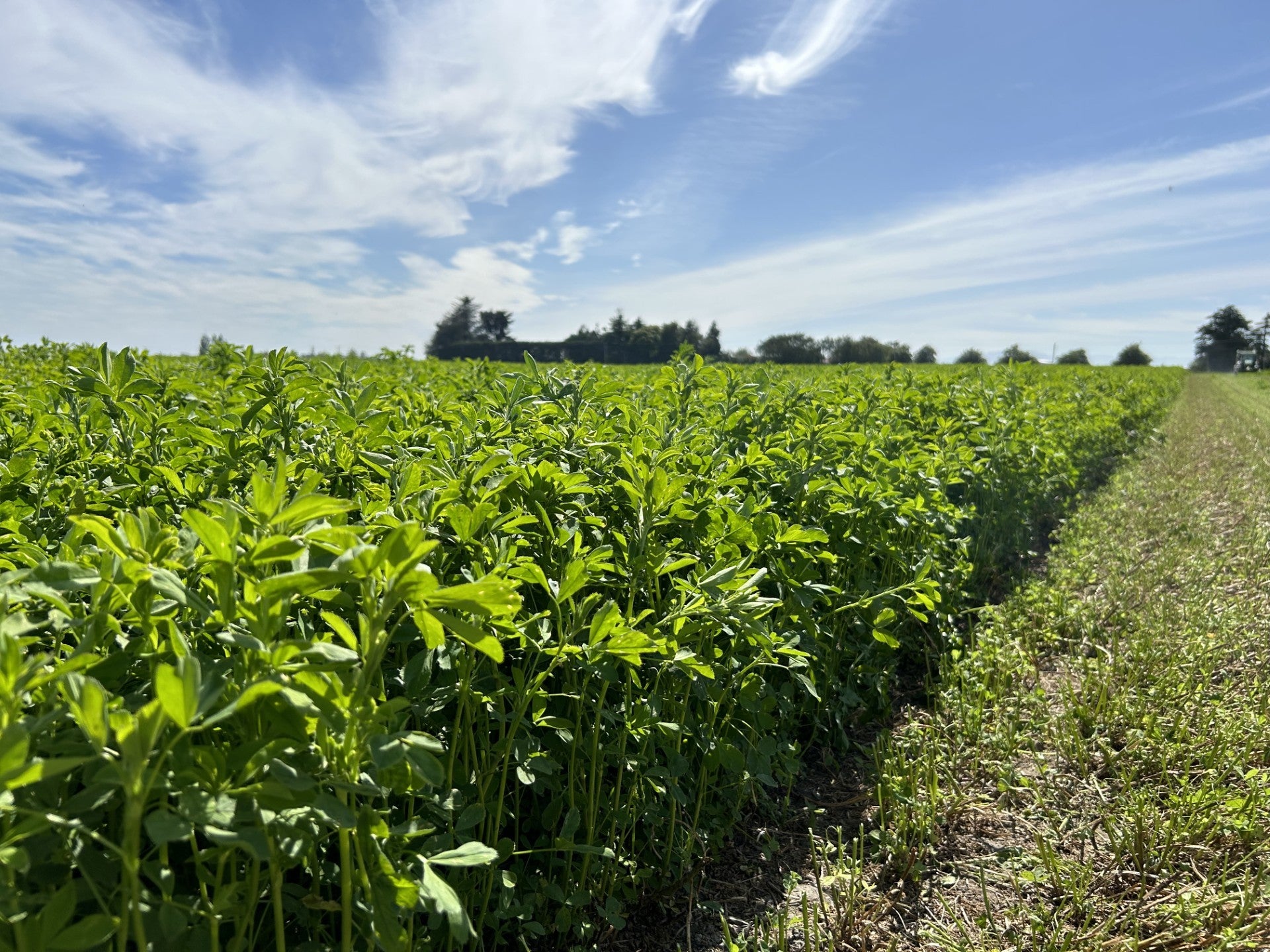 Alfalfa growing in a Canterbury field under a blue sky