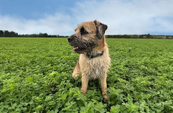 A terrier sitting in a field of alfalfa