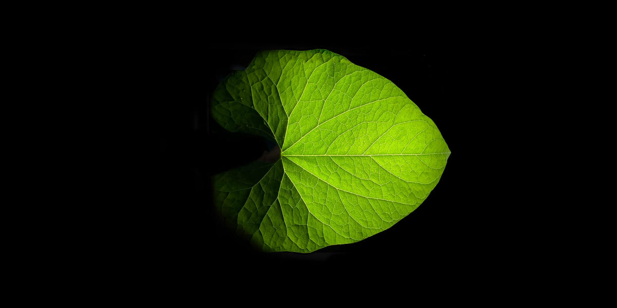 A green leaf lit from behind, where Rubisco does its work