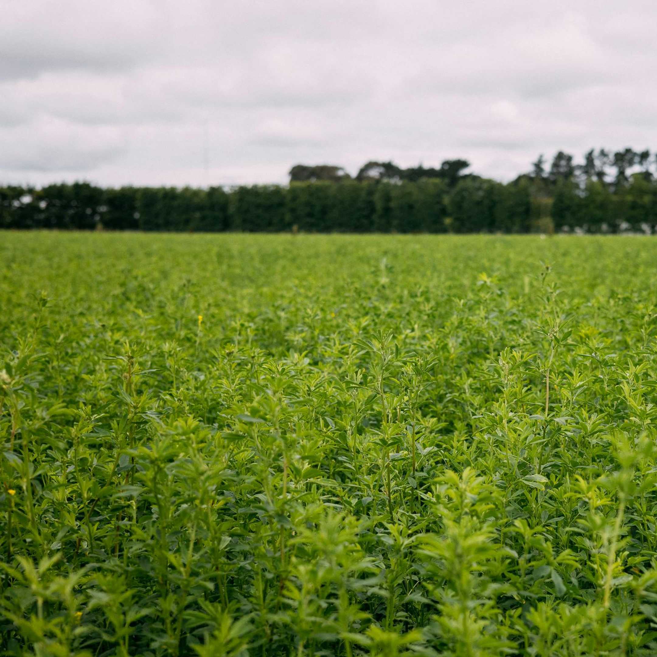 Unlocking the Protein Potential of Alfalfa