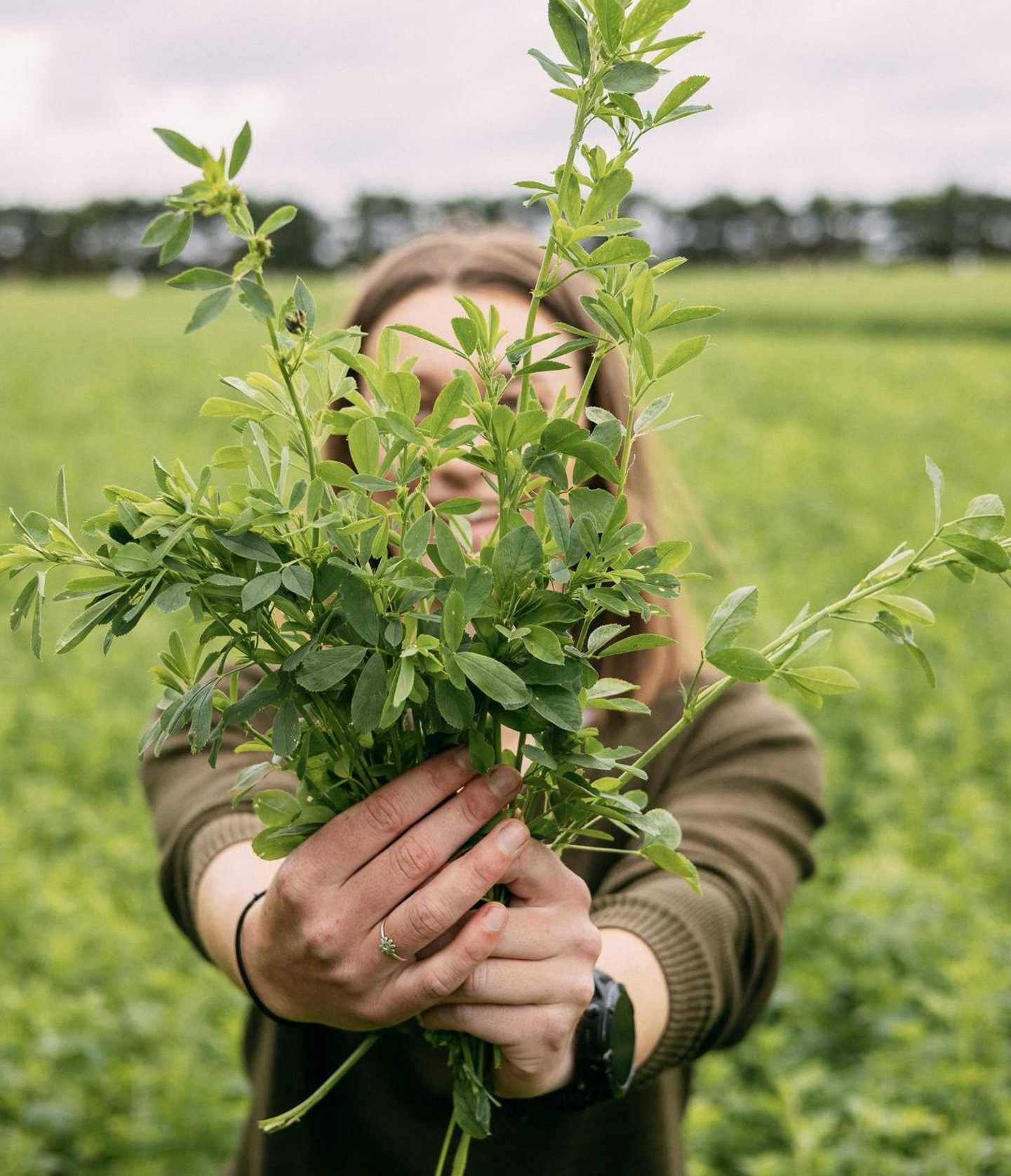 alfalfa